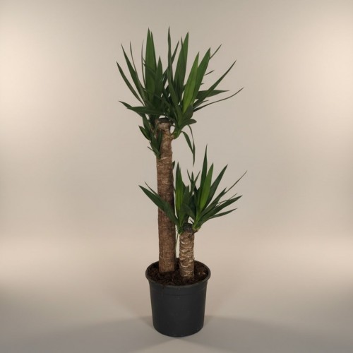 2Lİ Yucca Küçük